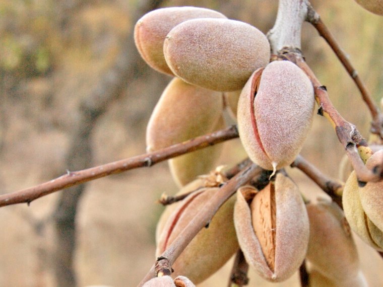 Almond Mentah